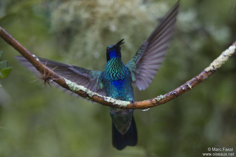 Colibri anaïsadulte nuptial, Vol