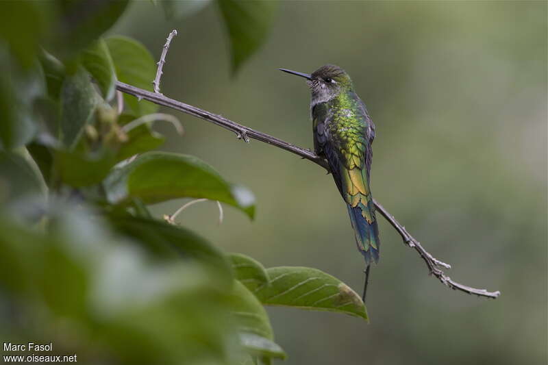 Colibri comète mâle, identification