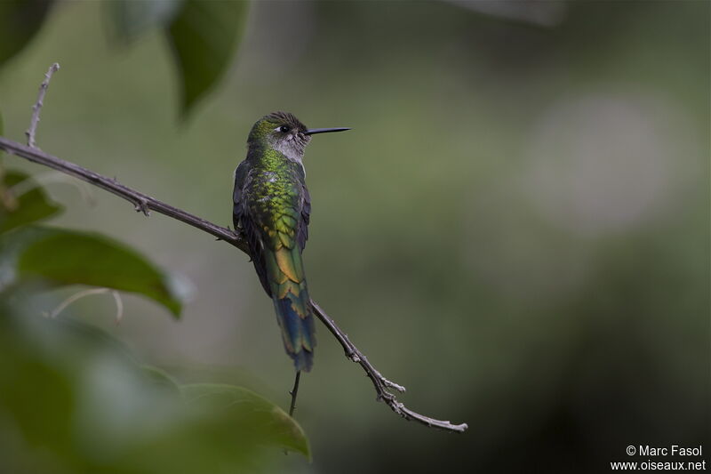 Colibri comète mâle, identification