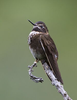 Colibri d'Alice