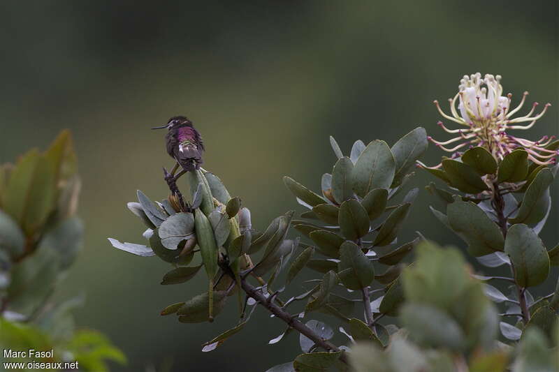 Purple-backed Sunbeamadult