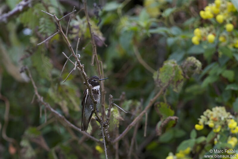 Purple-backed Sunbeamadult, identification