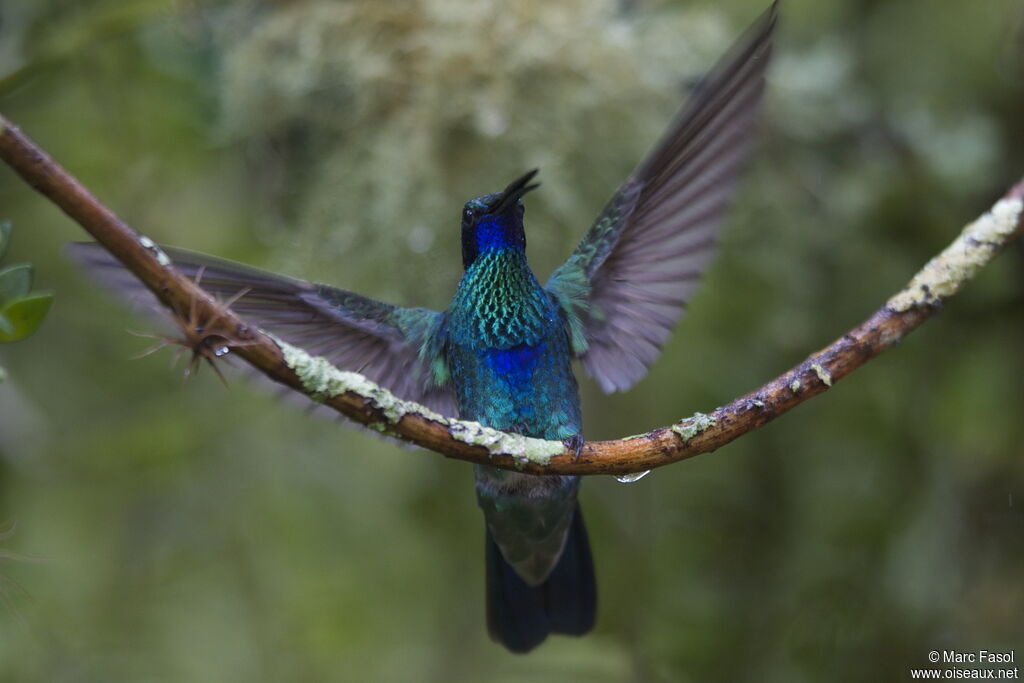 Colibri d'Anaïs