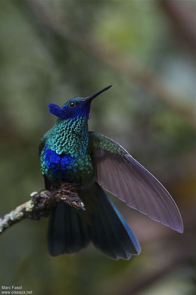 Colibri d'Anaïs