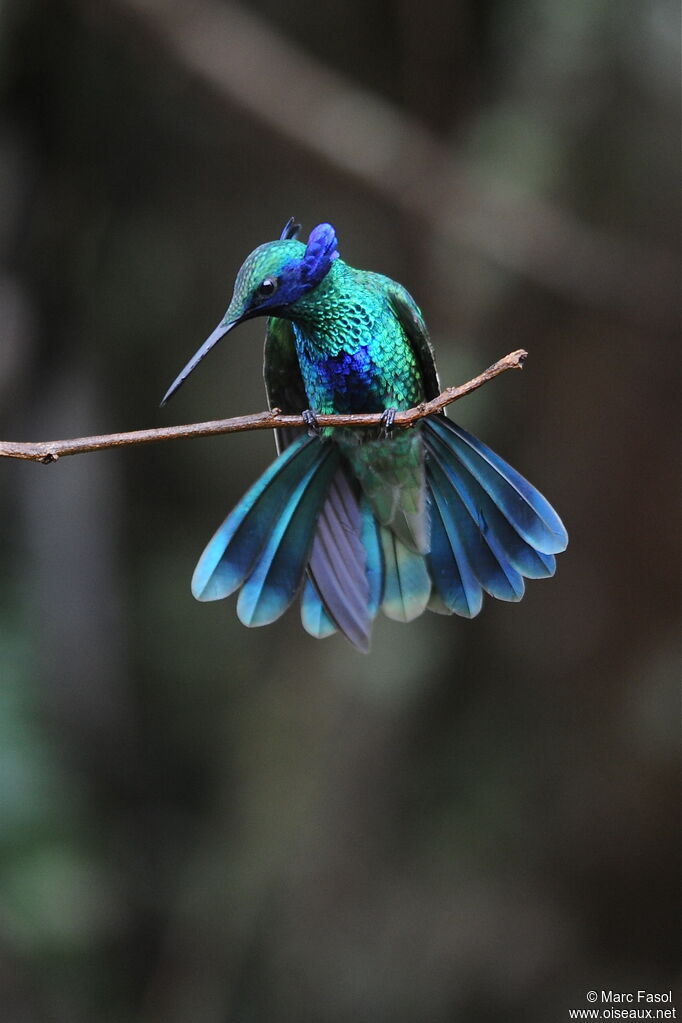 Colibri d'Anaïs