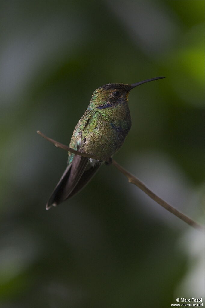 Colibri d'Anaïs