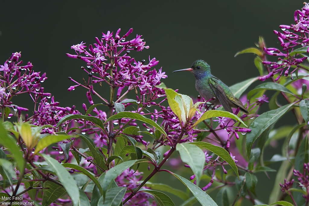 Colibri d'Élicia