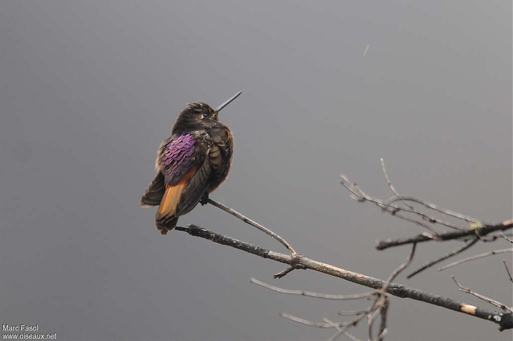 Colibri de Castelnau