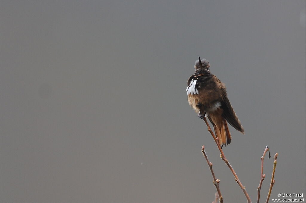 Colibri de Castelnau