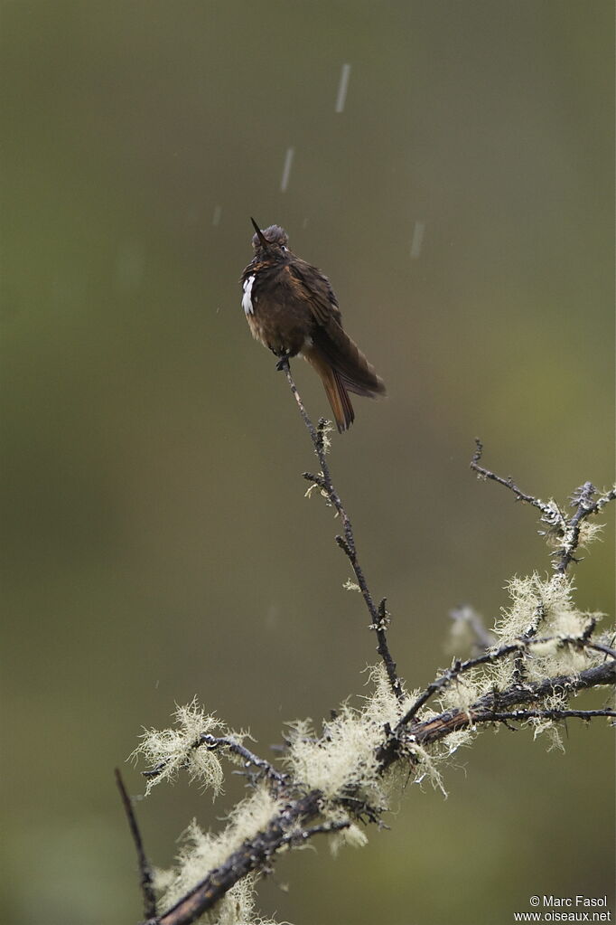 Colibri de Castelnau