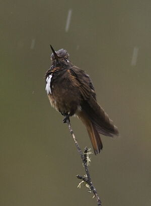 Colibri de Castelnau