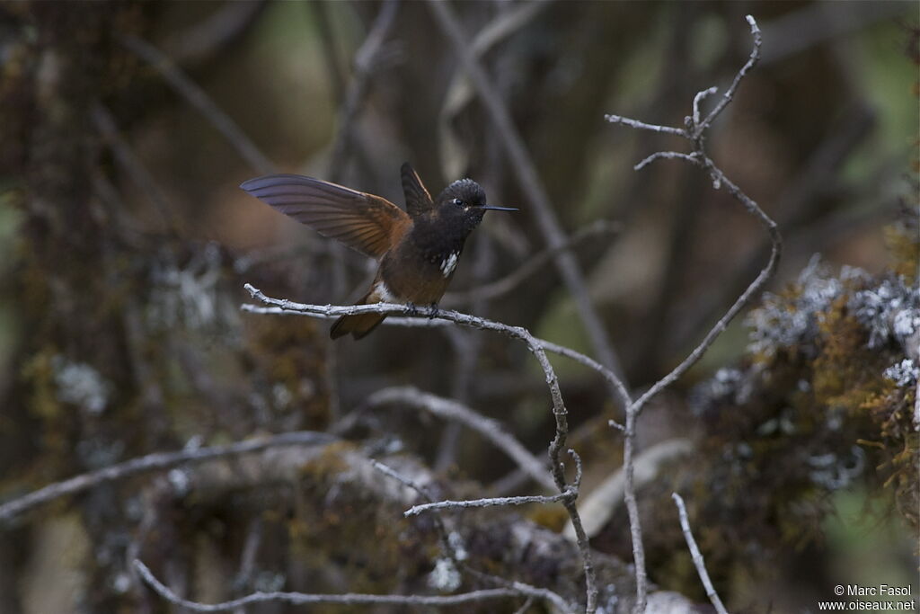 Colibri de Castelnau
