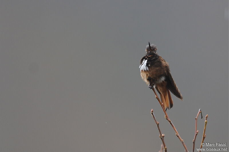 White-tufted Sunbeamadult, identification