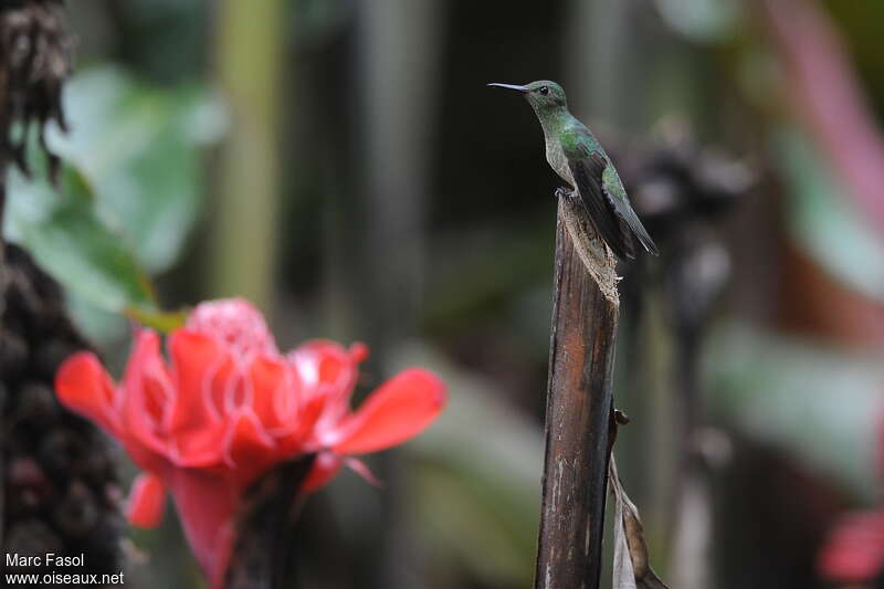 Colibri de Cuvieradulte, identification