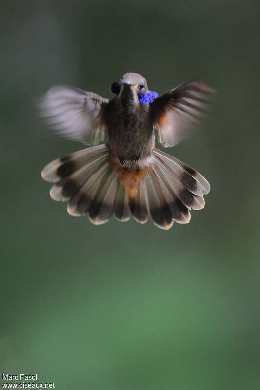 Brown Violetearadult, pigmentation, Flight, courting display, Behaviour