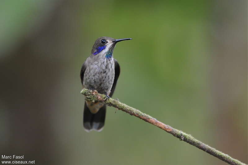 Colibri de Delphineadulte, portrait, pigmentation