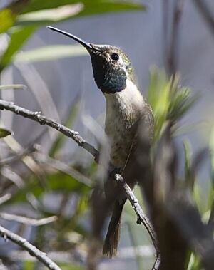 Colibri de Fanny