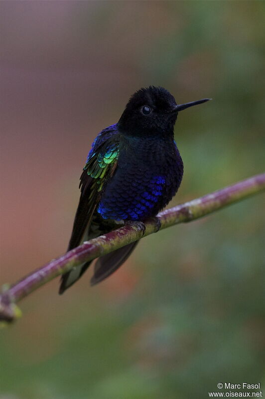 Colibri de Jardine mâle adulte, identification