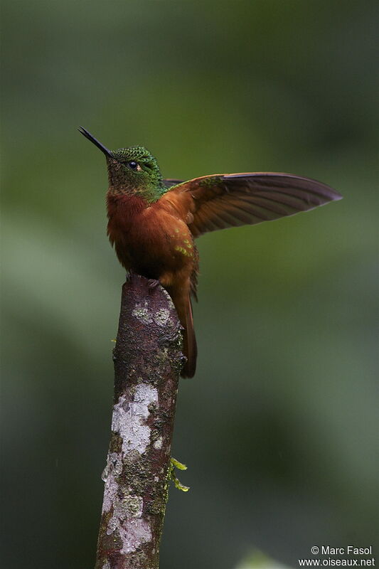 Chestnut-breasted Coronet male, Flight