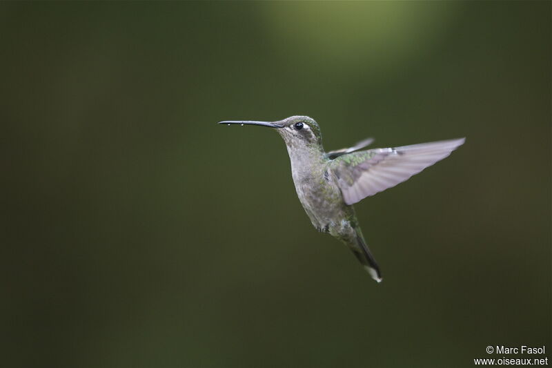 Colibri de Rivoli femelle adulte nuptial, Vol