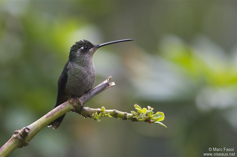 Colibri de Rivoli femelle adulte, identification