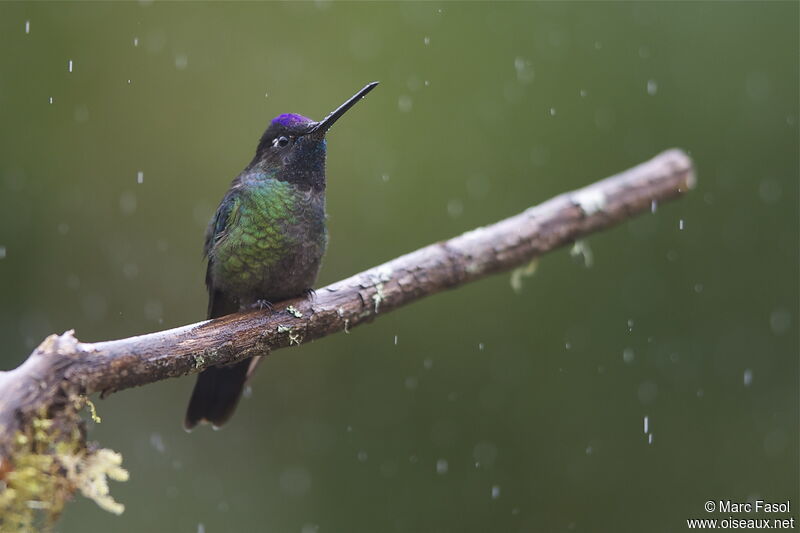 Colibri de Rivoli mâle adulte, identification