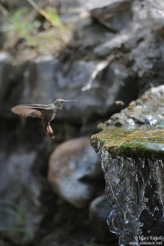 Tumbes Hummingbirdadult, Flight, Behaviour