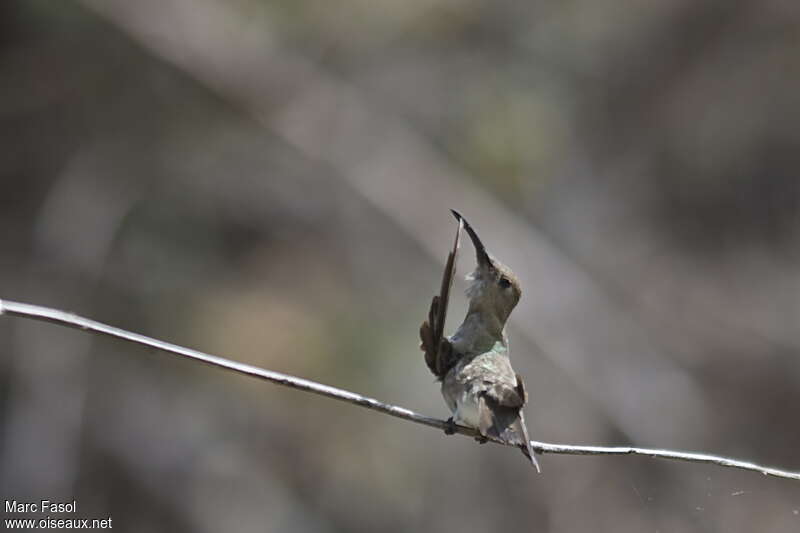 Colibri de Tumbesadulte, identification, Comportement