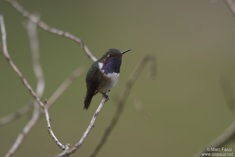 Colibri flammule mâle adulte, identification