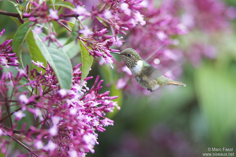 Colibri flammule femelle adulte, identification, Vol, régime, Comportement