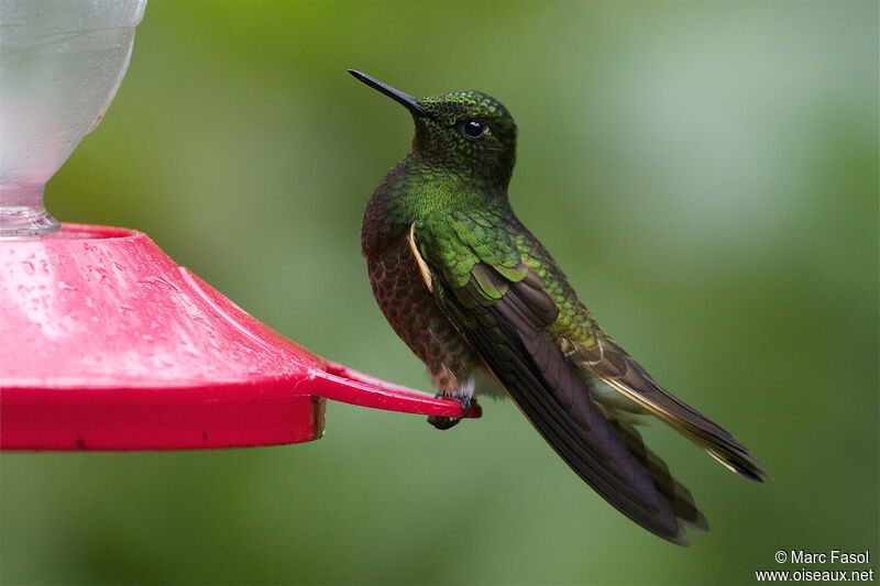 Buff-tailed Coronetadult, identification