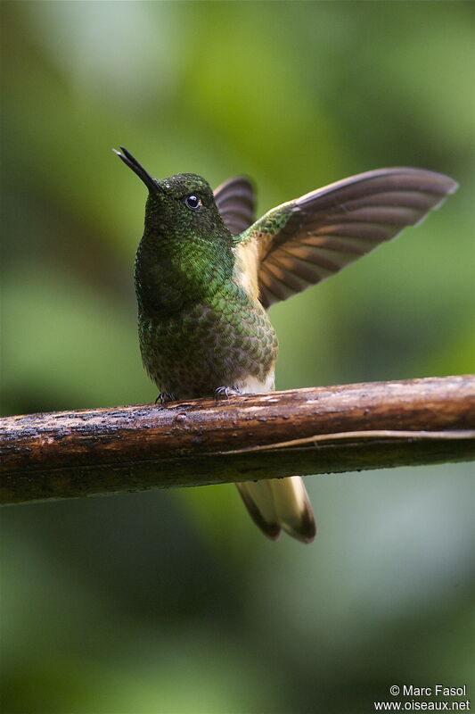 Colibri flavescentadulte, Vol