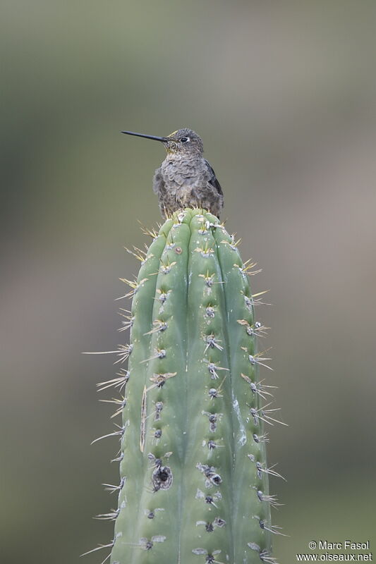 Giant Hummingbirdadult, identification