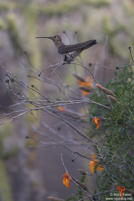 Colibri géant