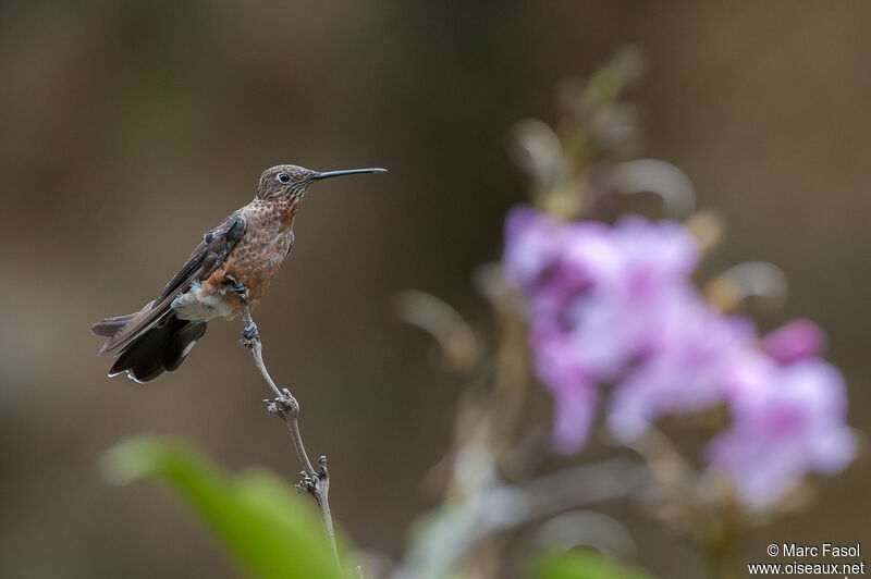 Giant Hummingbirdadult, identification