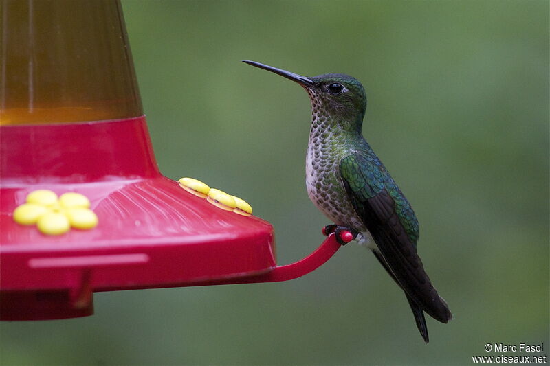 Colibri griveléadulte, identification, régime