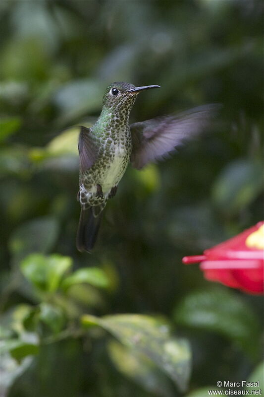 Colibri griveléadulte, identification, Vol, régime