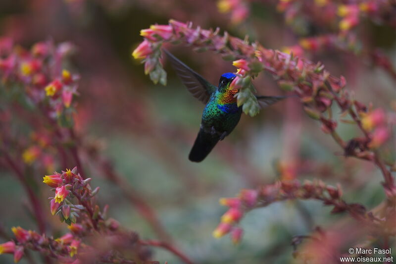 Fiery-throated Hummingbirdadult, identification, feeding habits, Behaviour