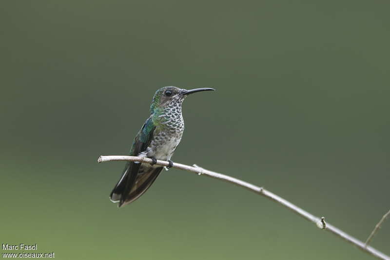 Colibri jacobin femelle adulte nuptial, identification