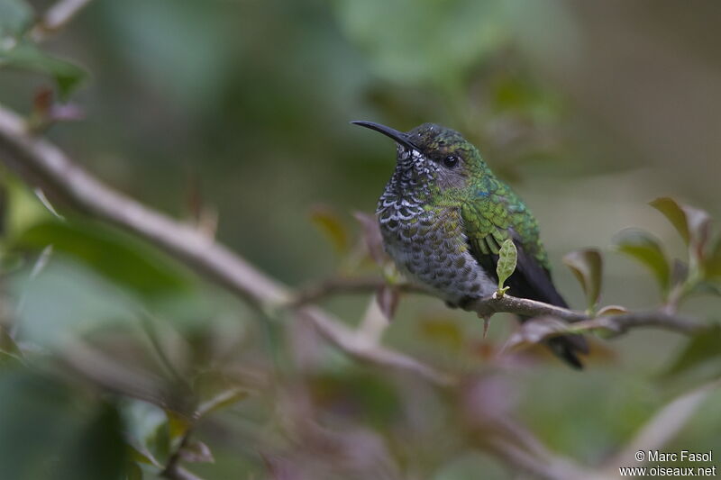 Colibri jacobin femelle adulte, identification