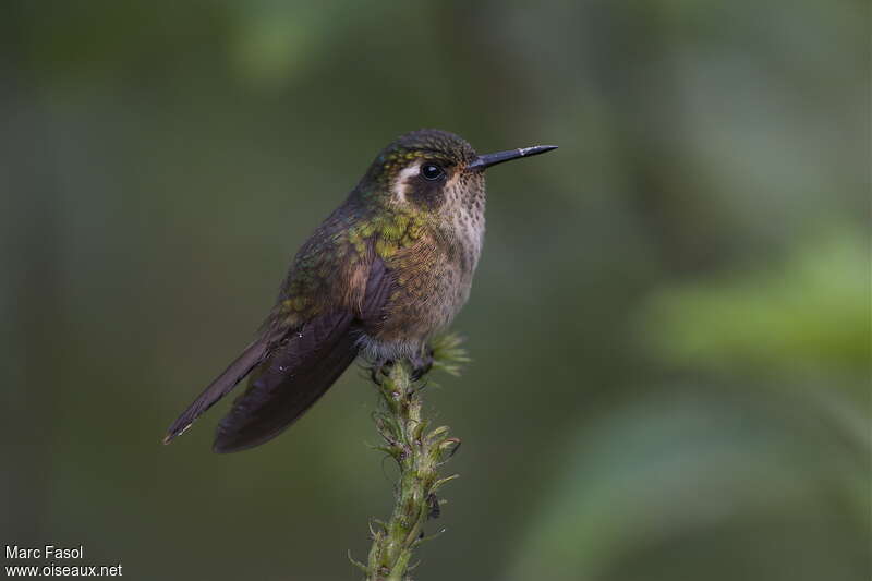 Colibri mouchetéadulte, identification