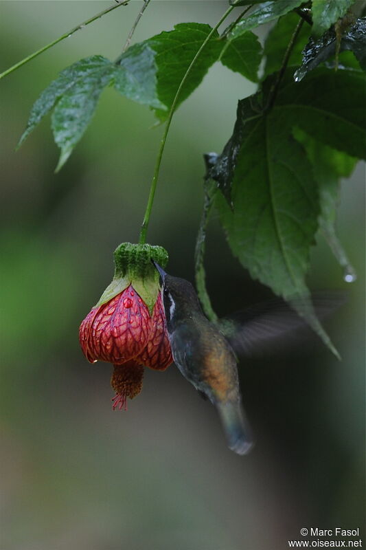 Colibri mouchetéadulte, identification, Vol, régime, Comportement