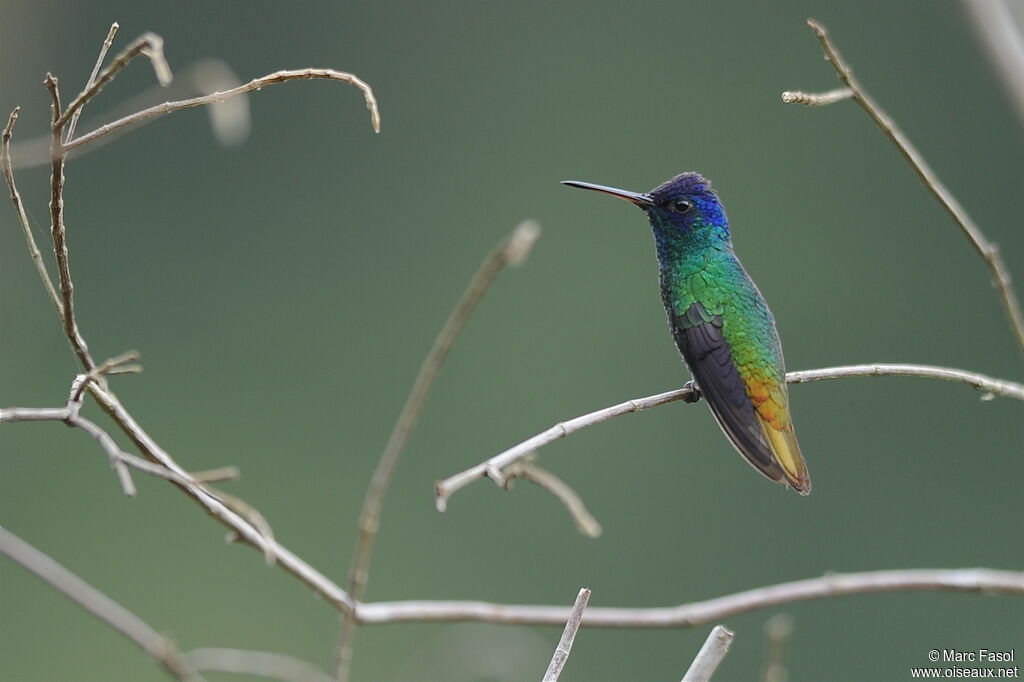 Colibri oenone