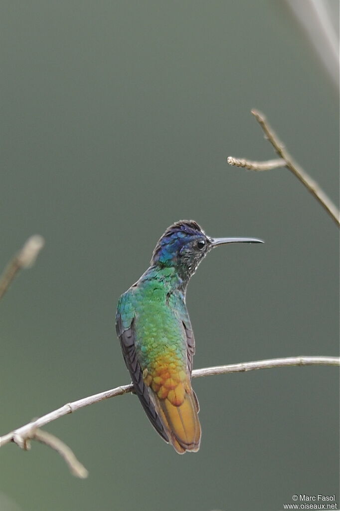 Colibri oenone