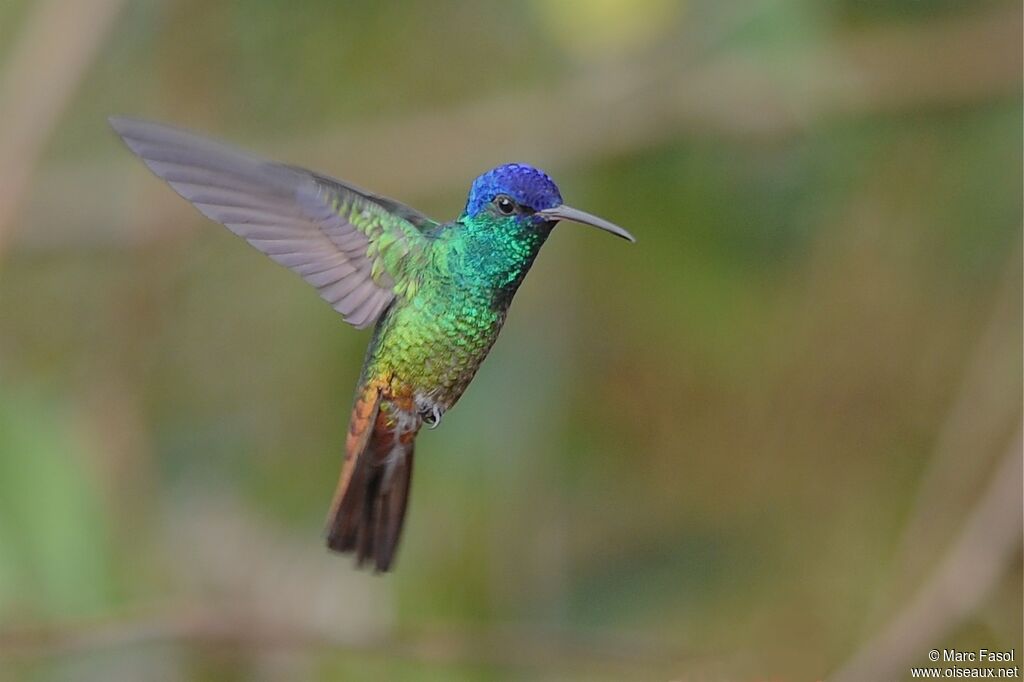 Colibri oenone