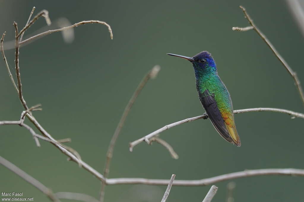 Colibri oenone
