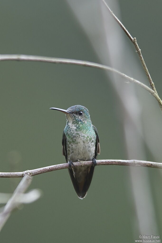 Colibri oenone