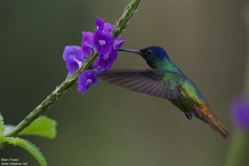 Colibri oenone
