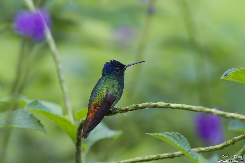 Colibri oenone