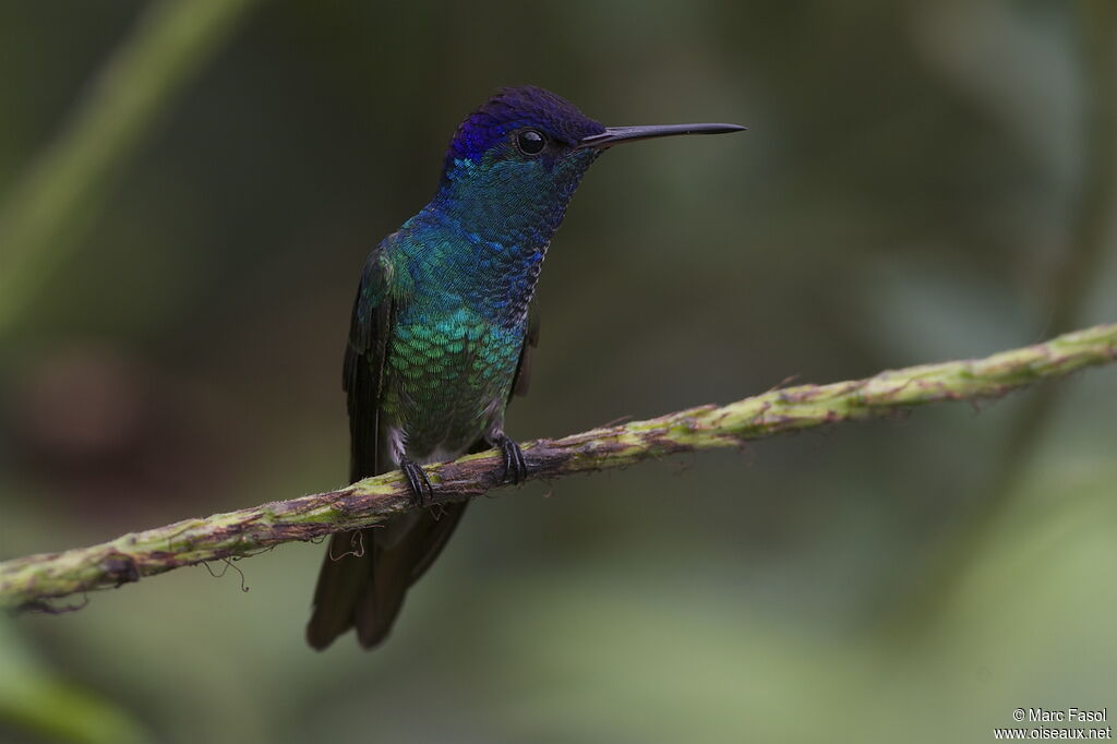 Colibri oenone
